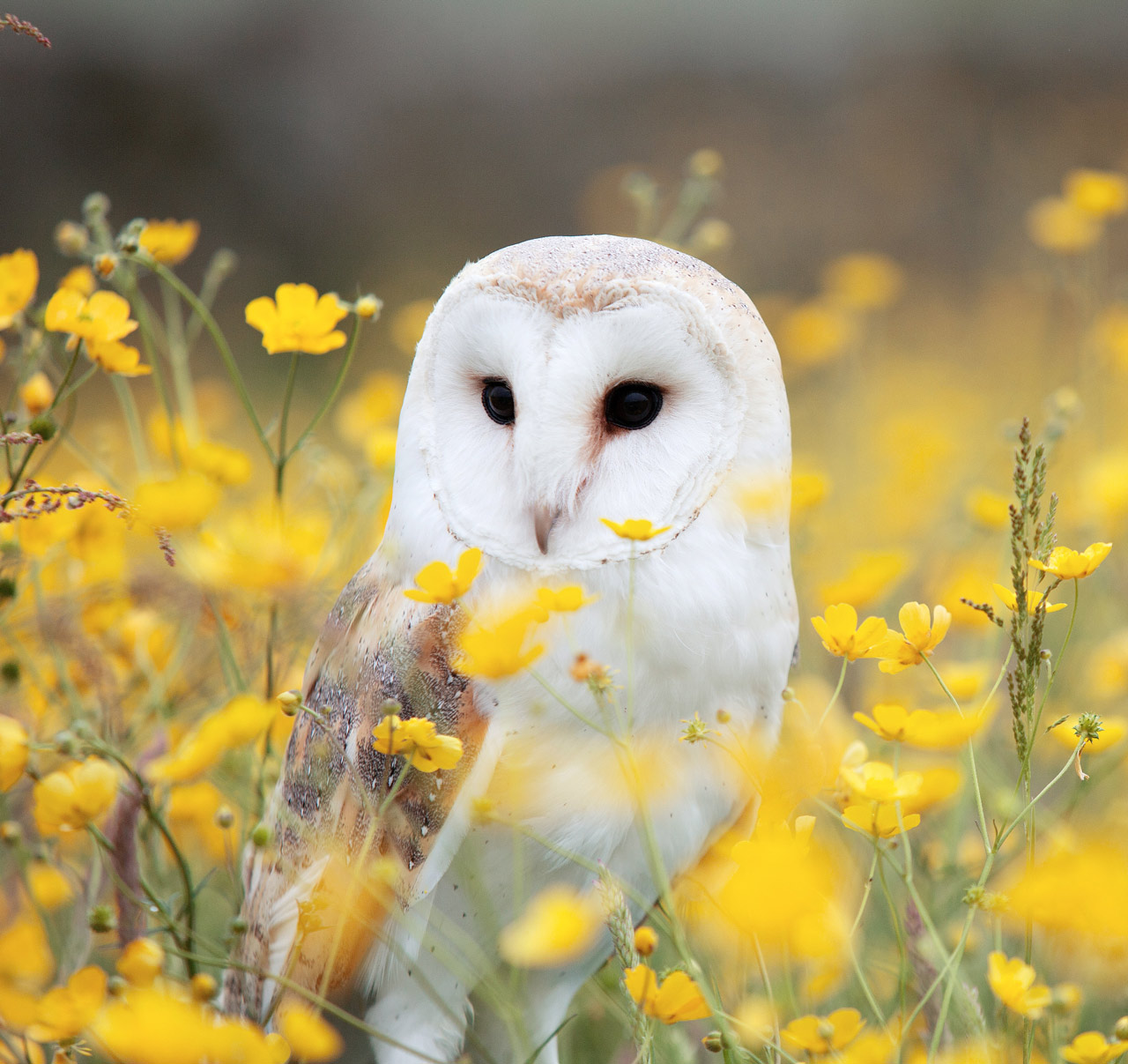 Brown and white barn owl in a field of wildflowers
