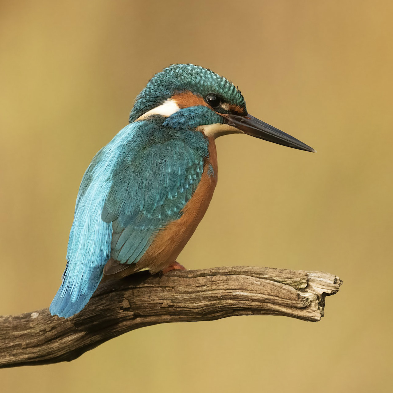 Kingfisher bird resting on a branch